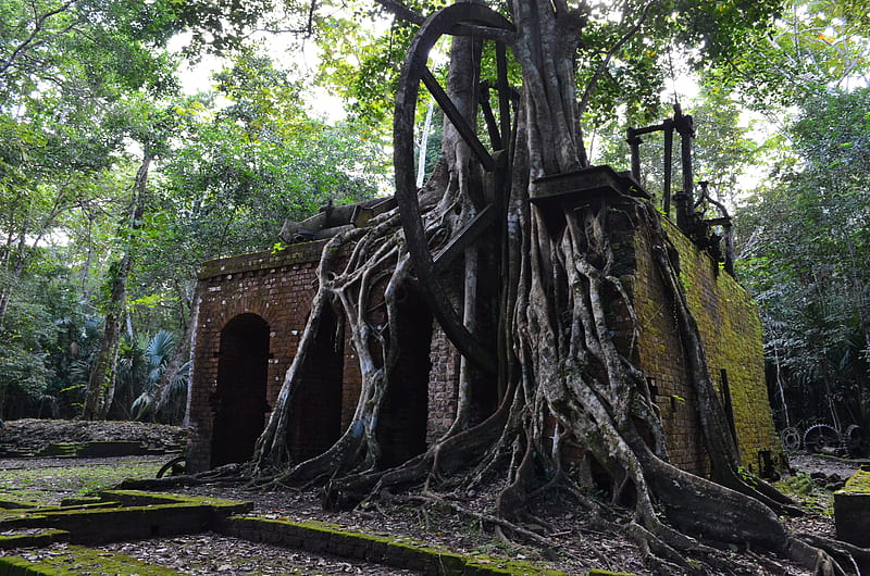 Man Made, Ruin, Architecture, Belize, Roots, Tree, HD wallpaper