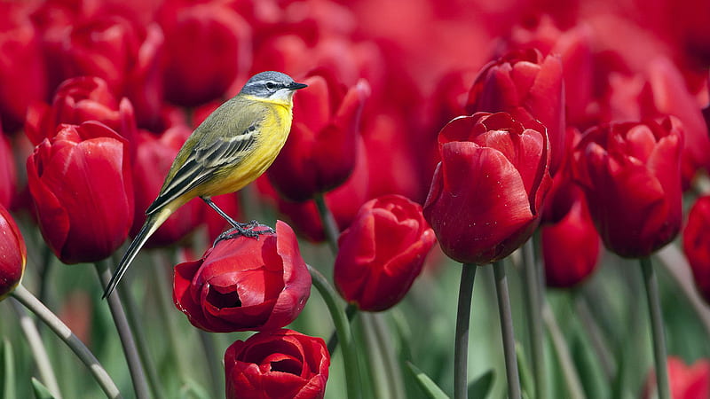 Yellow Black Bird Is Standing On Red Tulips Flower Birds, HD wallpaper
