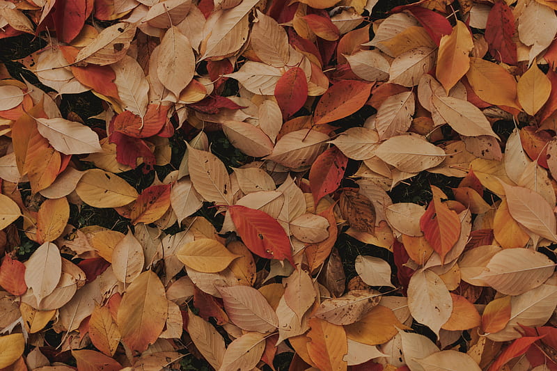 Brown and Red Leaves, HD wallpaper