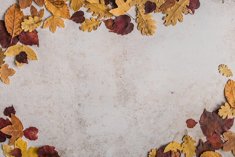 dried leaves on white concrete floor, HD wallpaper