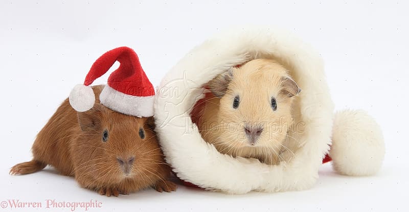 Baby Guinea pigs with Santa hats WP21600, Guinea Pig Christmas, HD wallpaper