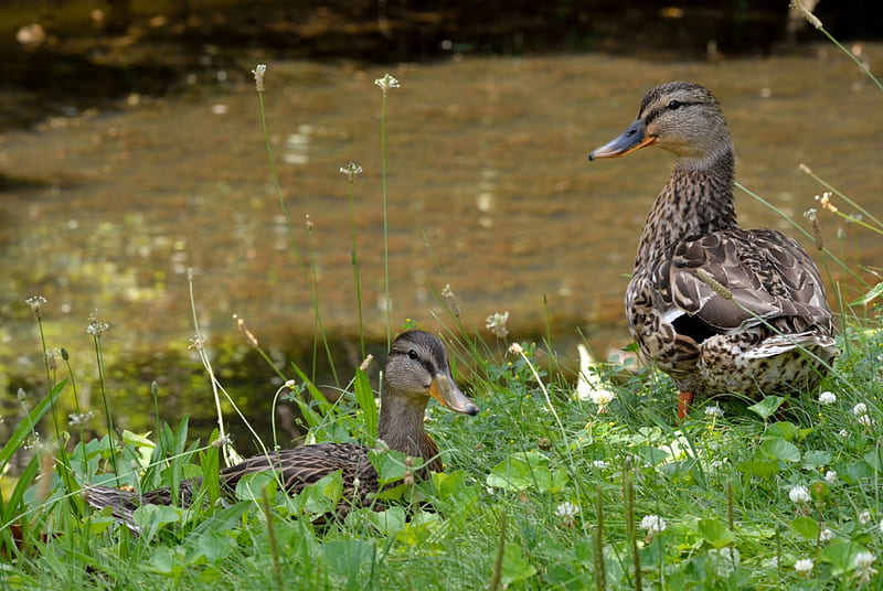 Mother and Young, ducks, baby ducks, ducklings, HD wallpaper