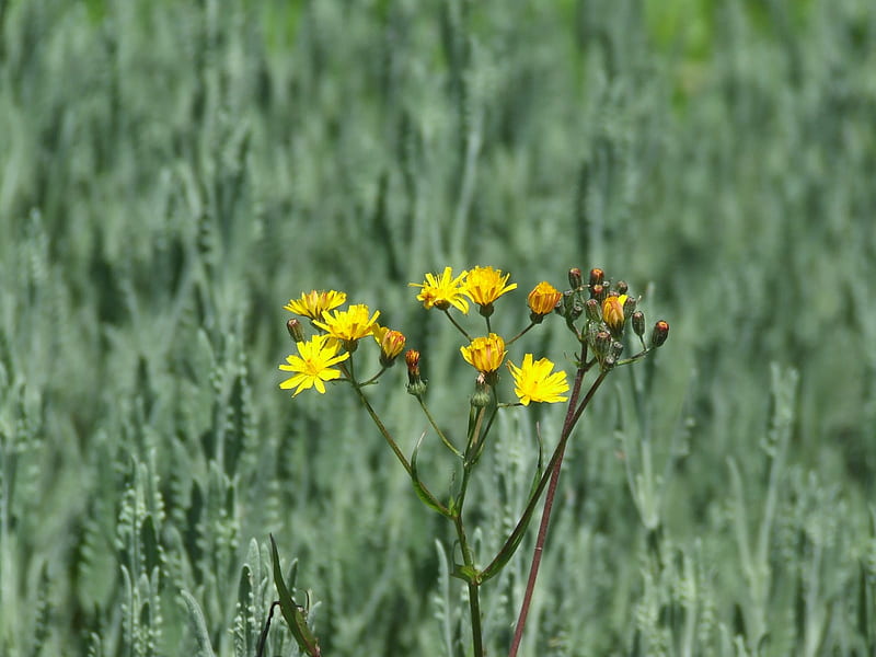 Untitled , dandelion, close up, green, flower, flowers, yellow, HD wallpaper
