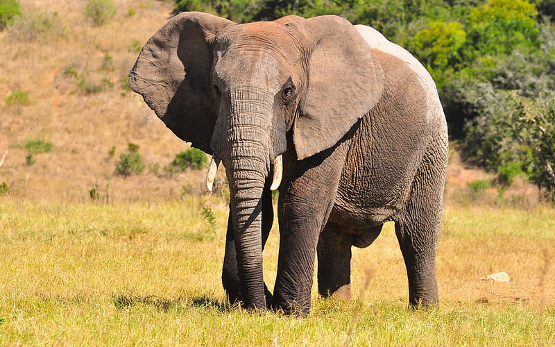 Big African elephant, wildlife, beautiful animals, elephants, savanna, Africa, HD wallpaper