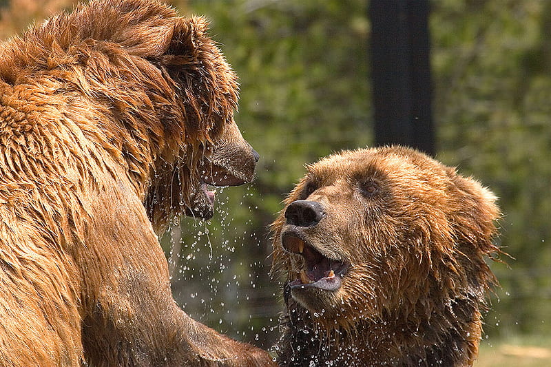 yes dear !!, grizzlies, yes dear, humor, yellowstone, bears, fun, HD wallpaper