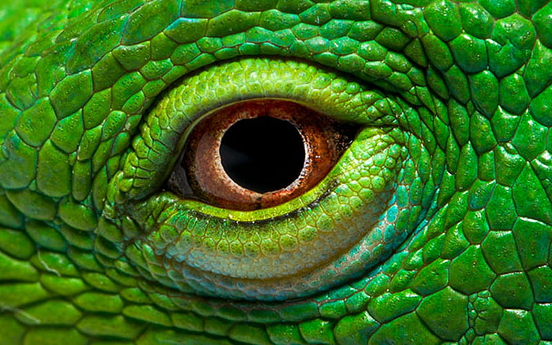 green iguana, iguana, lizard, face, eye, HD wallpaper