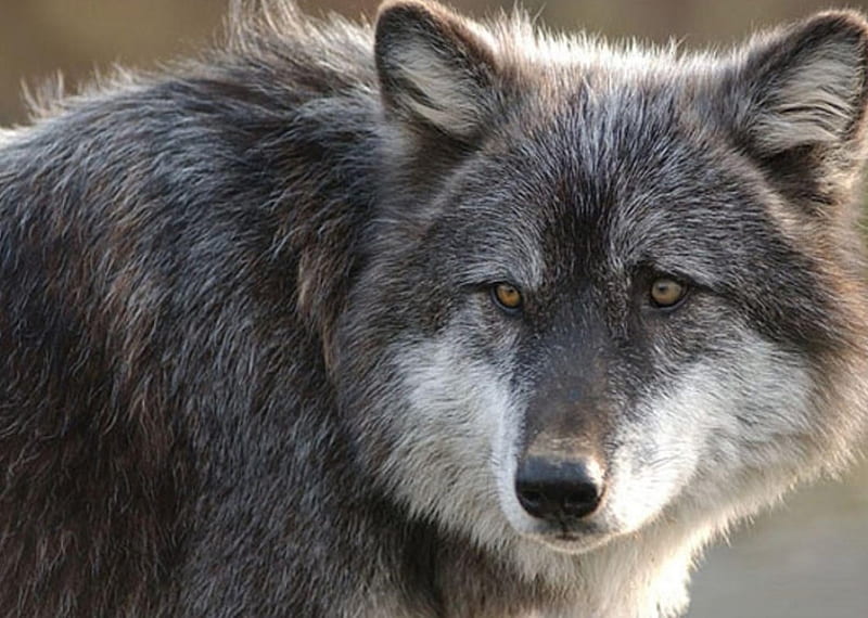 wolf portrait, gray, head, gris, wolf, fur, HD wallpaper