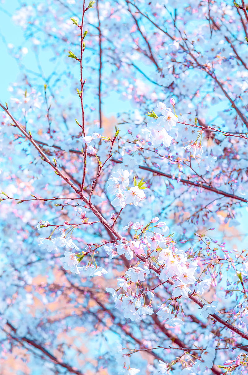 flower, bloom, spring, branch, petals, HD phone wallpaper