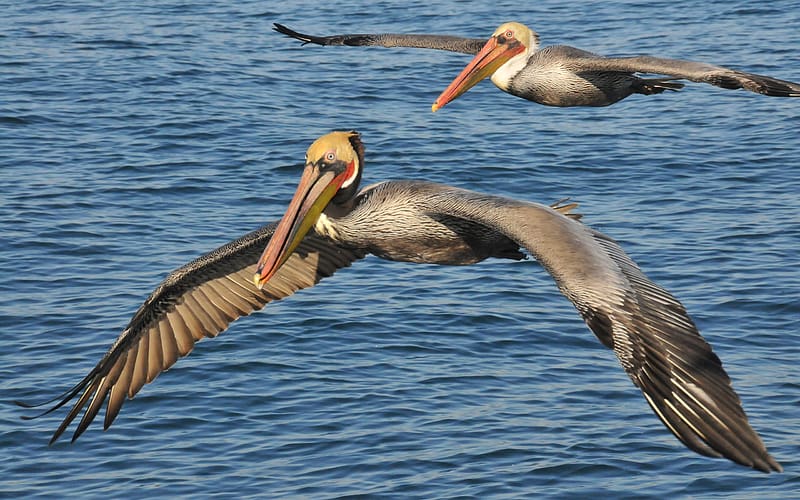 Birds, Animal, Pelican, California Brown Pelican, HD wallpaper