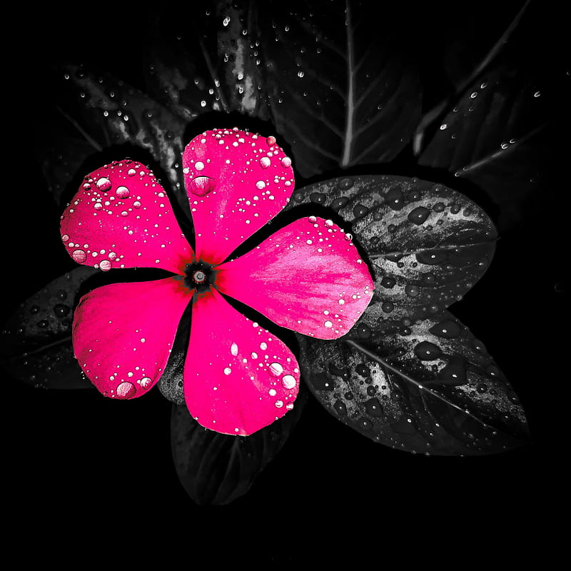 Flower, flo, flowers, rain, HD phone wallpaper