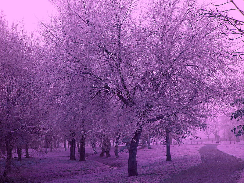 The way under trees, nature, way, purple, trees, HD wallpaper | Peakpx