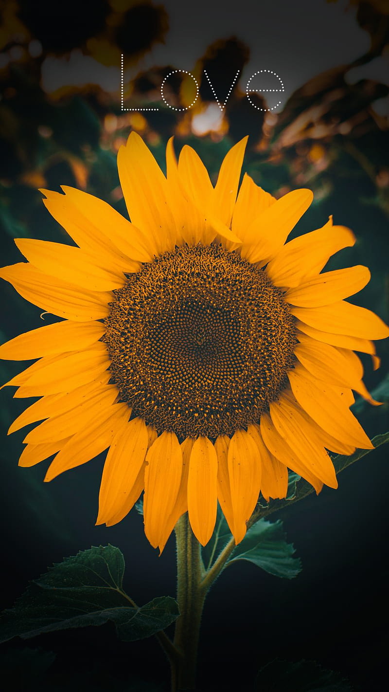 Sunflower aesthetic , sunflower, aesthetic, flower, HD phone wallpaper