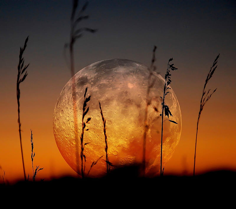 Full Moon and Grass, dark, moon, moonlight, night, red, sunset, HD wallpaper