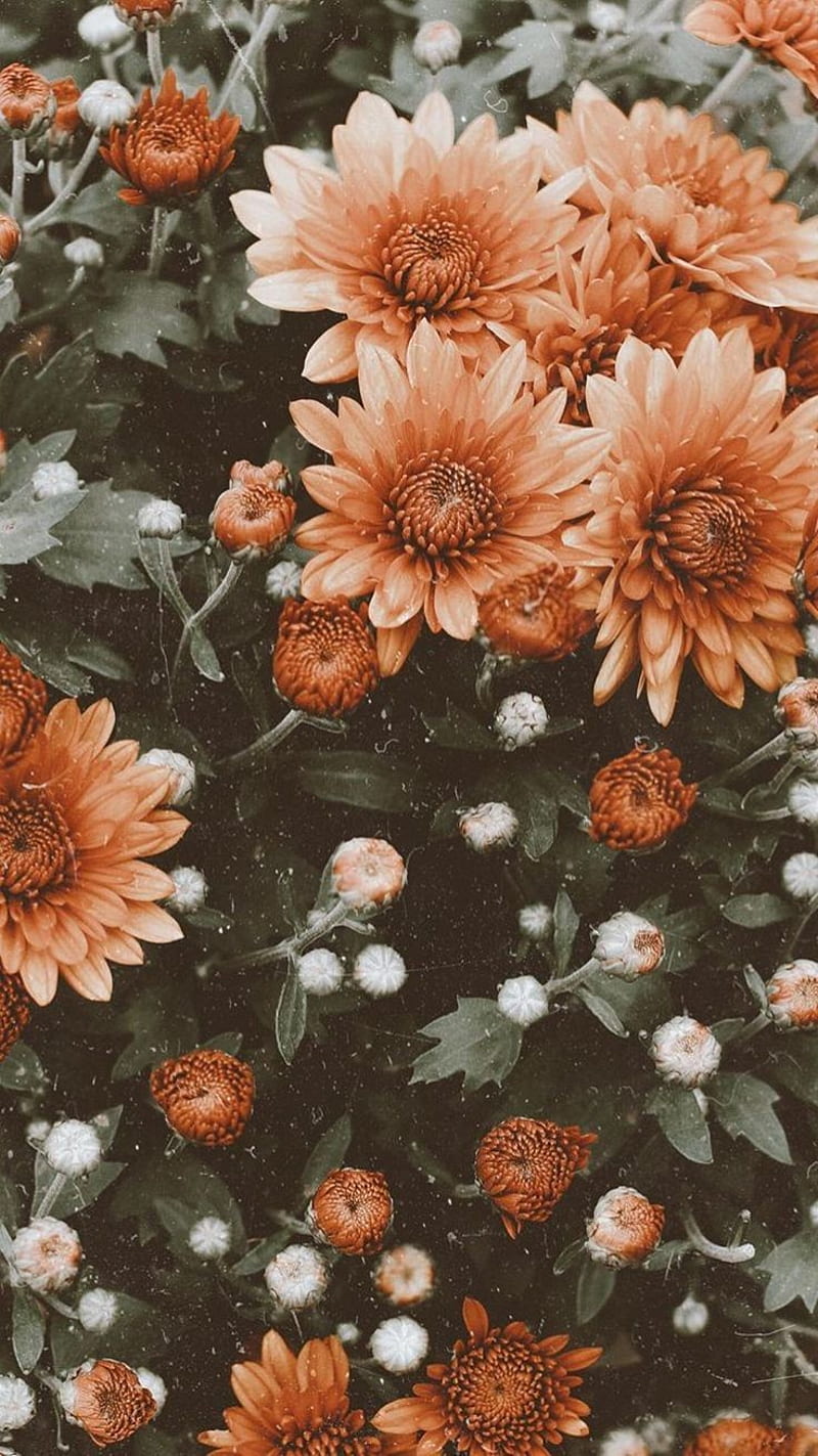 flower, resim, HD phone wallpaper