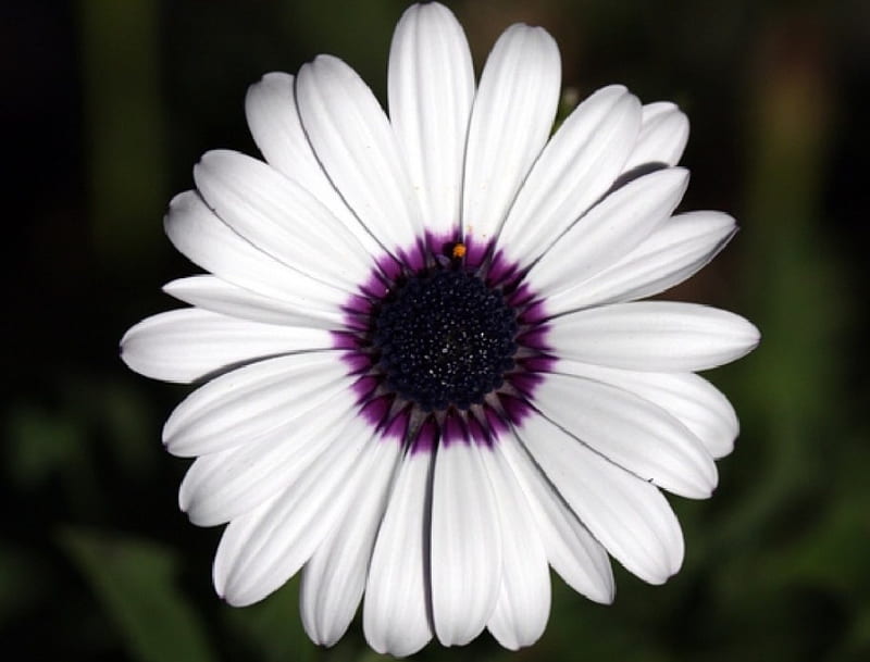 A flower, center, purple, petals, white, Flower, HD wallpaper