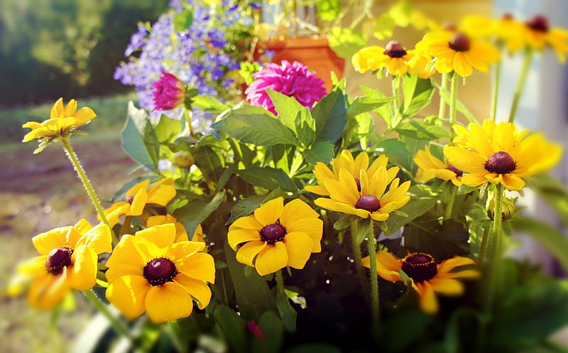 joyful flowers, colorful, summer, flowers, colours, sunshine, joy, HD wallpaper