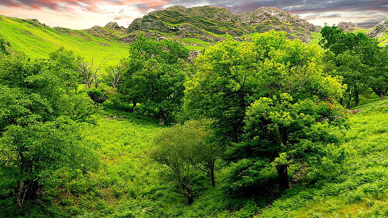 trees, green, brightly, grass, summer, mountains, relief, lowland, landscape, sky full , tv, f, background, Beautiful Green Nature, HD wallpaper