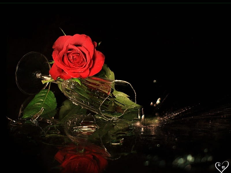 Still Life, red, glass, rose, broken, flowers, HD wallpaper