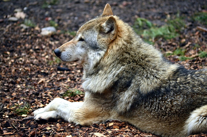 My visit at the Wolfpark, predator, gris, nature, wolf, wolves, HD wallpaper