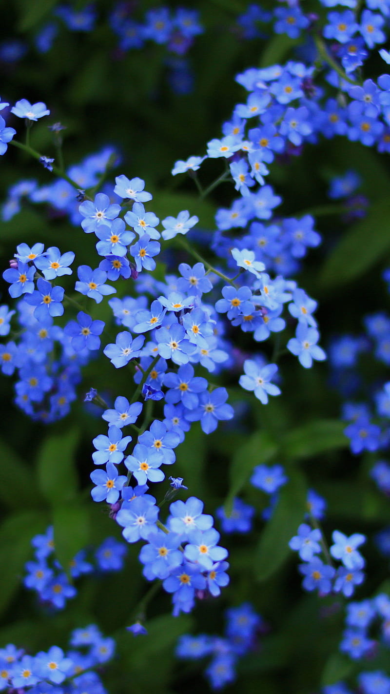 Blue Flowers , blossom, nature, bonito, HD phone wallpaper