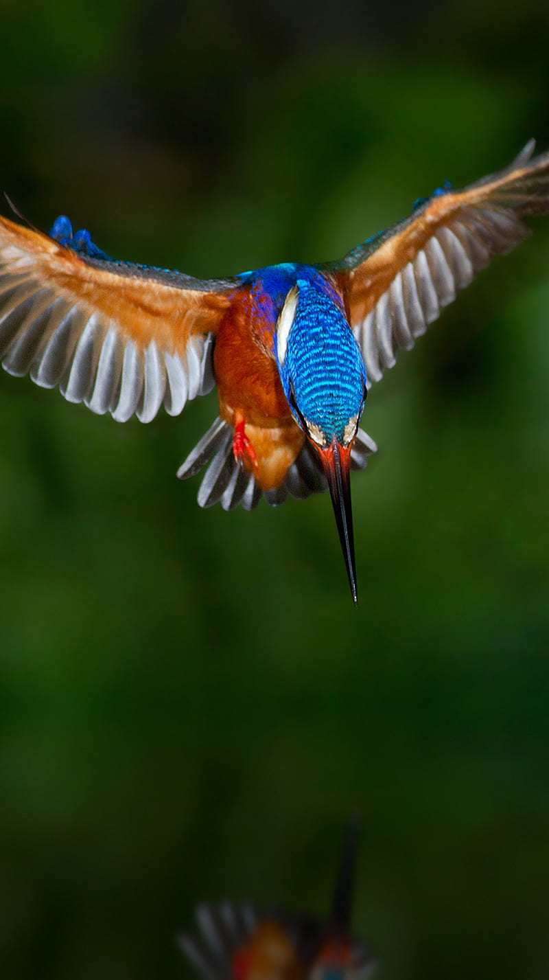 Kingfisher, wings, HD phone wallpaper | Peakpx