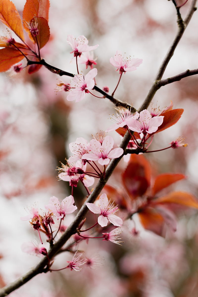 cherry blossom, branch, flowers, pink, bloom, HD phone wallpaper