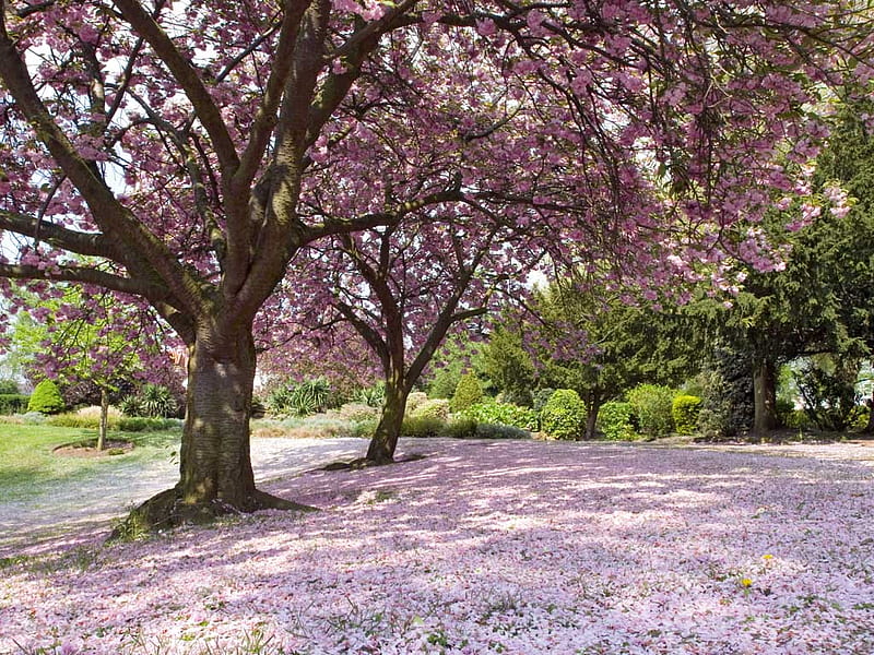 Japanese Cherry Blossom Tree, pretty, tree, spring, cherry blossoms, HD wallpaper