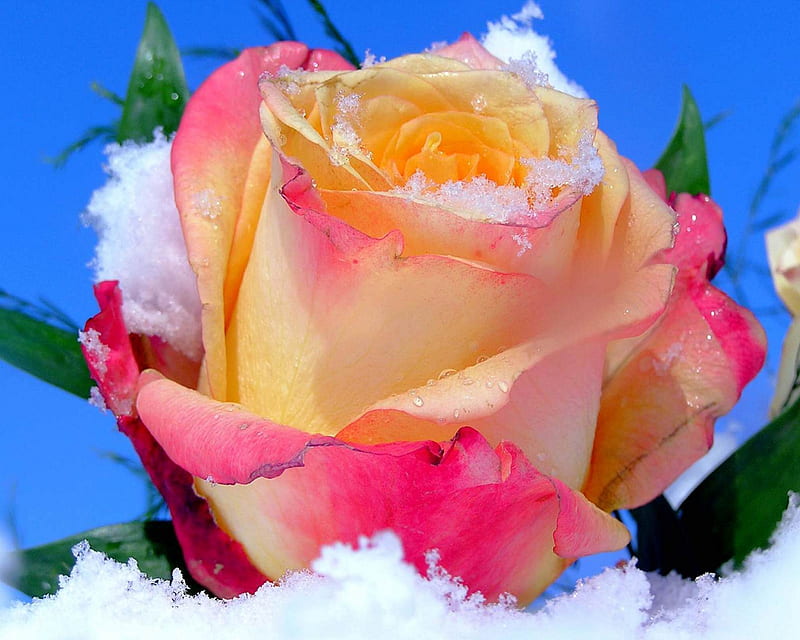 From the Snow Garden....Comes the Beauty of a Rose!, pretty, nice, lovely, rose, pink, HD wallpaper