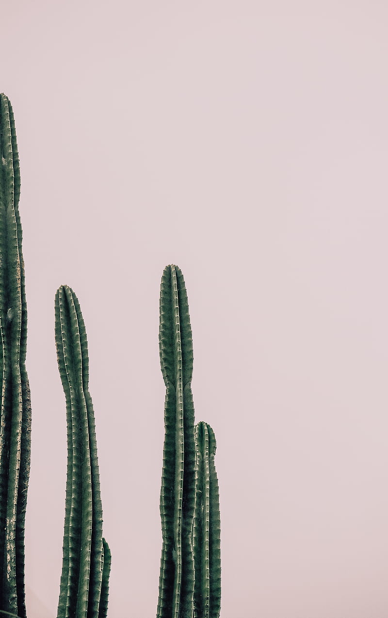 Cactus, plant, prickly, minimalism, HD phone wallpaper | Peakpx