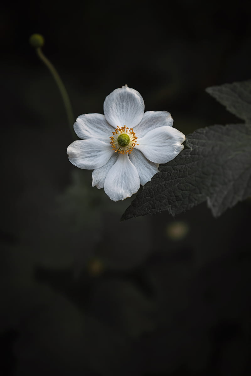 anemone, flower, white, bloom, macro, close-up, HD phone wallpaper