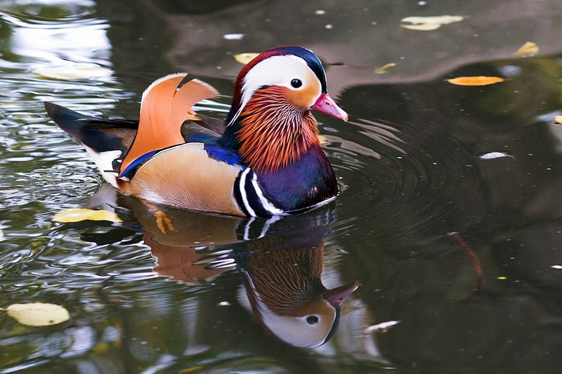 *** Mandarin Duck ***, piorka, kaczka, woda, kolorowe, HD wallpaper