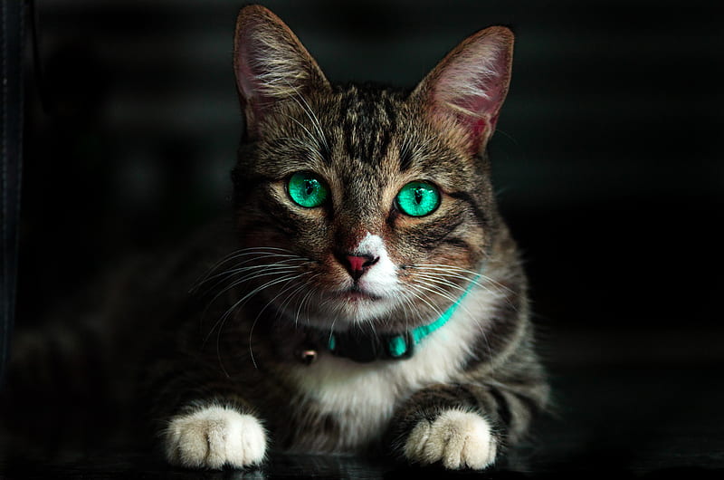 Cat Green Eyes , cat, animals, HD wallpaper