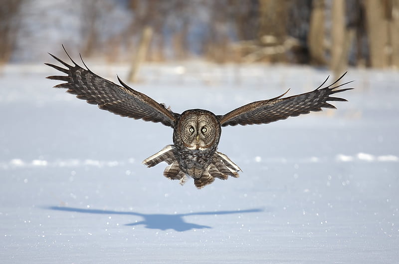 Birds, Owl, Bird, Snow, Wildlife, HD wallpaper