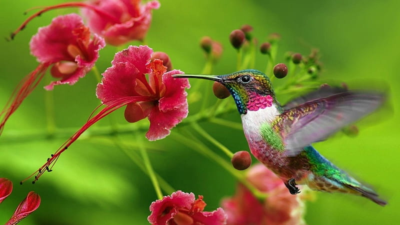Colorful Sharp Long Beak Hummingbird Is Hovering In Green Background Birds, HD wallpaper