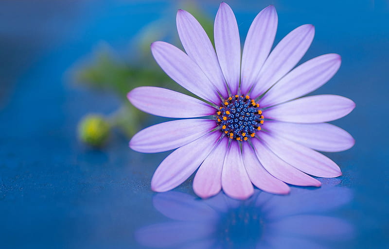 Earth, African Daisy, Close-Up, Daisy, Purple Flower, HD wallpaper