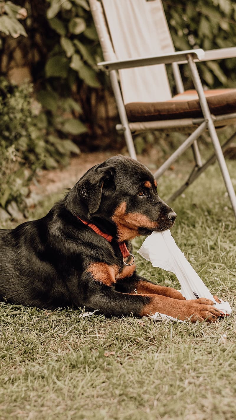 Rottweiler Dog In Garden, rottweiler dog, grass, garden, pet, animal, domestic, chair, HD phone wallpaper