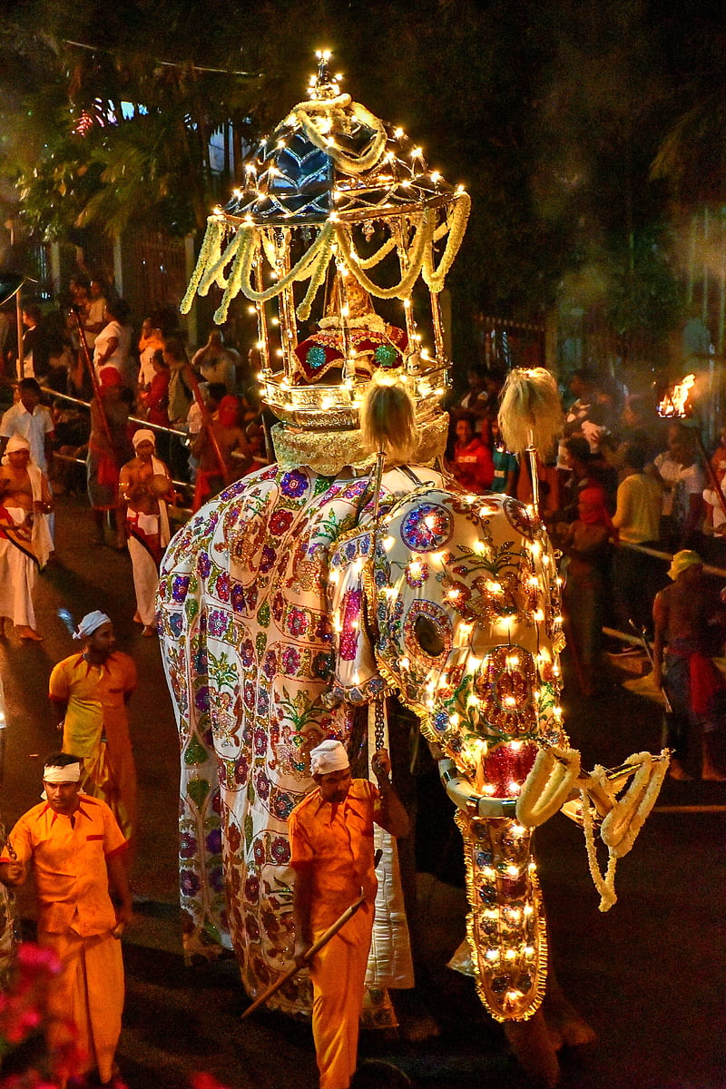 Esala perahara, art, culture, dark, elephant, festival, lanaka, lights, night, sri lanka, HD phone wallpaper