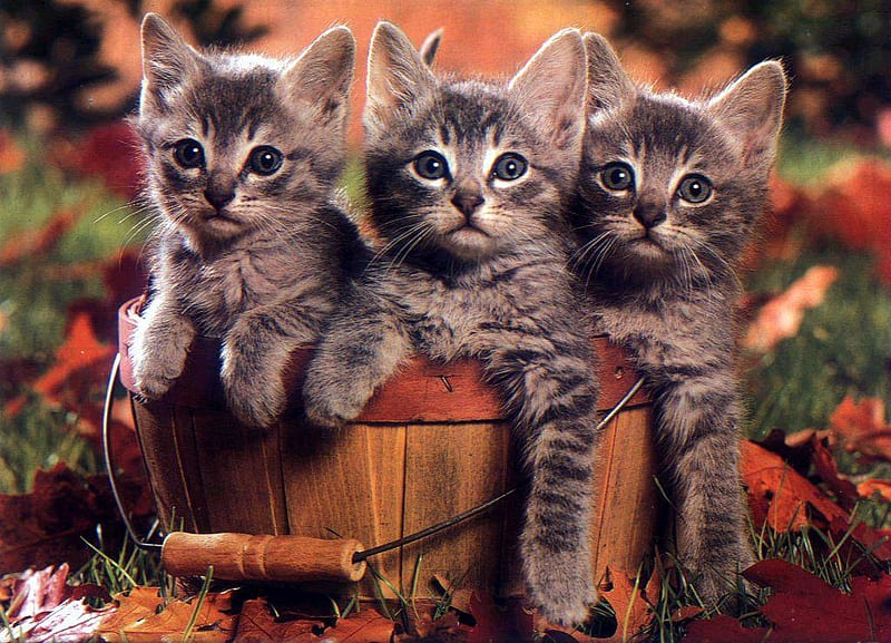 Autumn cats., fall, autumn, cat, bucket, animal, leaf, HD wallpaper