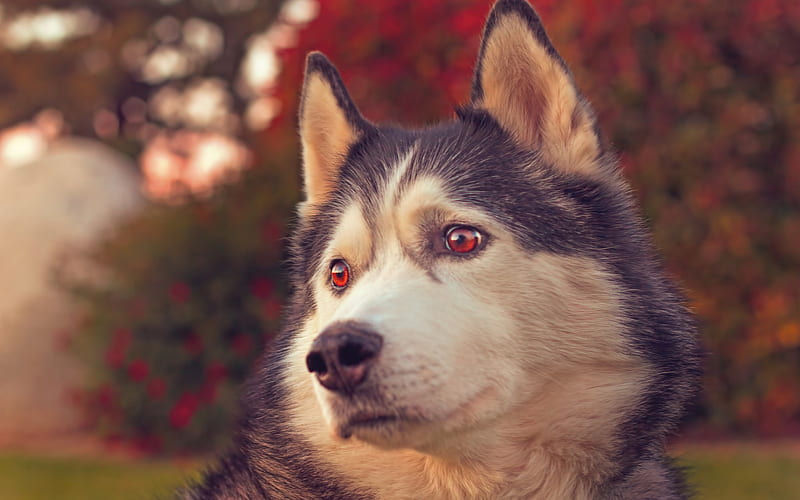 Husky, close-up, pets, autumn, cute animals, Siberian Husky, bokeh, cute dog, dogs, Siberian Husky Dog, HD wallpaper
