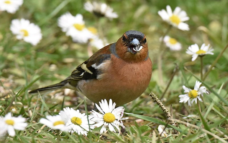 Chaffinch, bonito, sunflower seed, daisies, bird, Spring, HD wallpaper