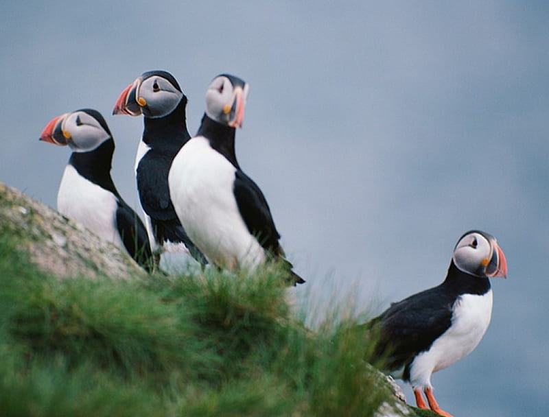 Puffins on the hill, amazing, habitats, ecosytems, birds, puffins nature,  funny, HD wallpaper | Peakpx