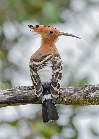 Animal - Hoopoe - Bird Wallpaper | Animals, Bird wallpaper, Wallpaper