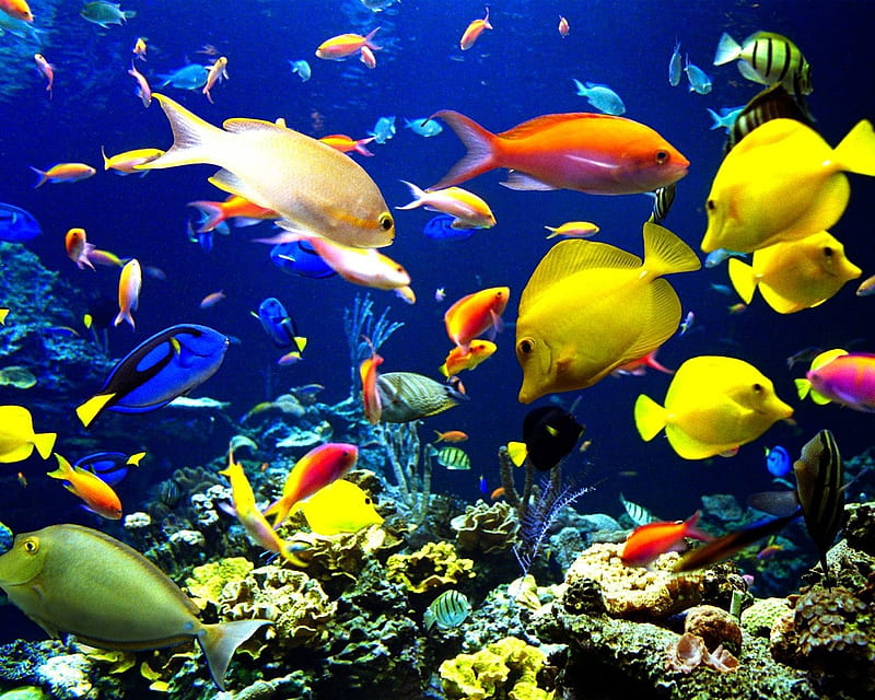Under Beautiful Sea, color, water, fish, sea, HD wallpaper | Peakpx