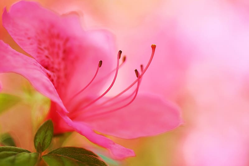 Nature, Flowers, Flower, Macro, , Azalea, Pink Flower, HD wallpaper