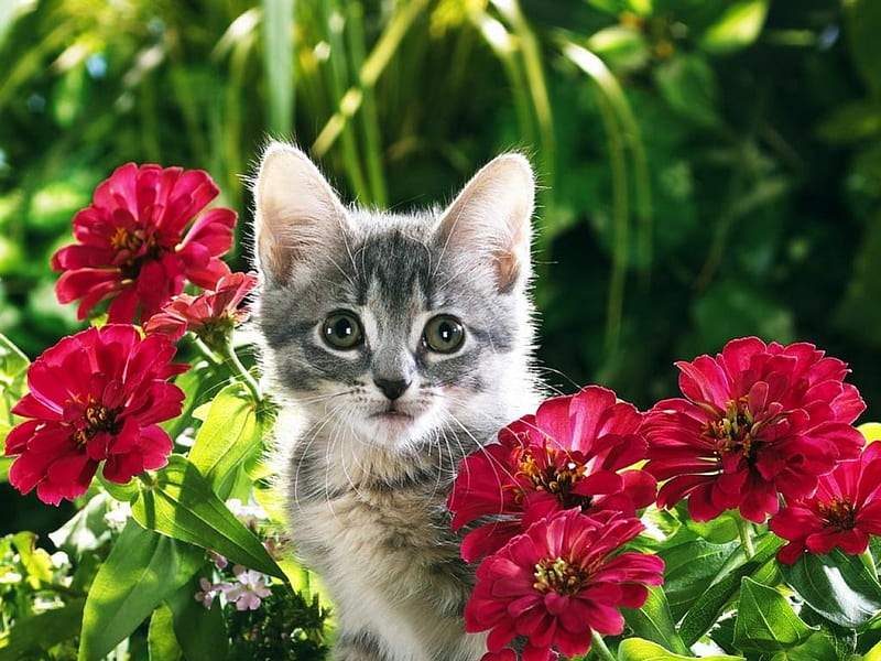 I SEE YOU KATE HATHEWAY LOL, CUTE, ADORABLE, FLOWERS, KITTY, HD wallpaper