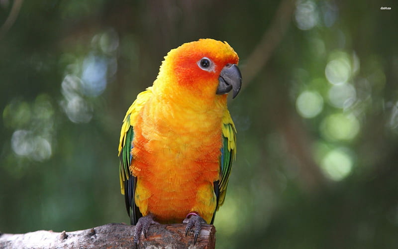 Parrot, fly, bird, animal, HD wallpaper