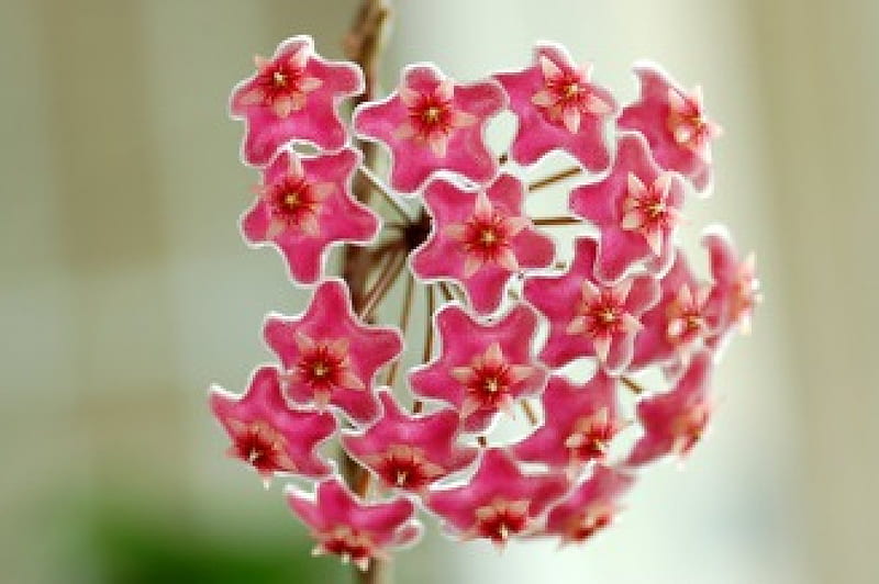 Hoya pubiocalyx, fragrant, flower, asclepiad, pink, hoya, scented, HD wallpaper