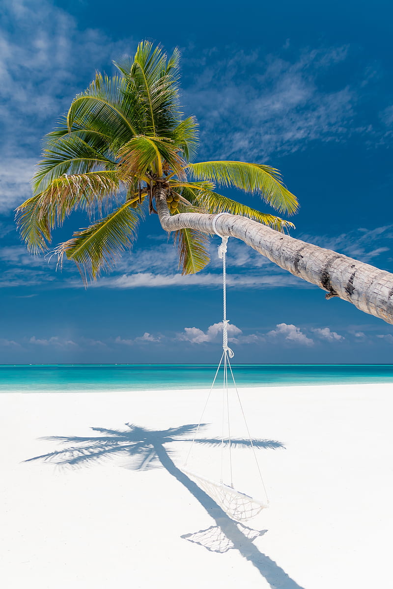 palm, beach, tropics, sea, summer, HD phone wallpaper