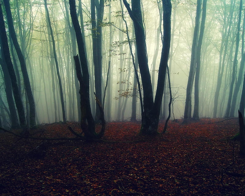 Misty Forest, dark, fog, jungle, trees, HD wallpaper | Peakpx