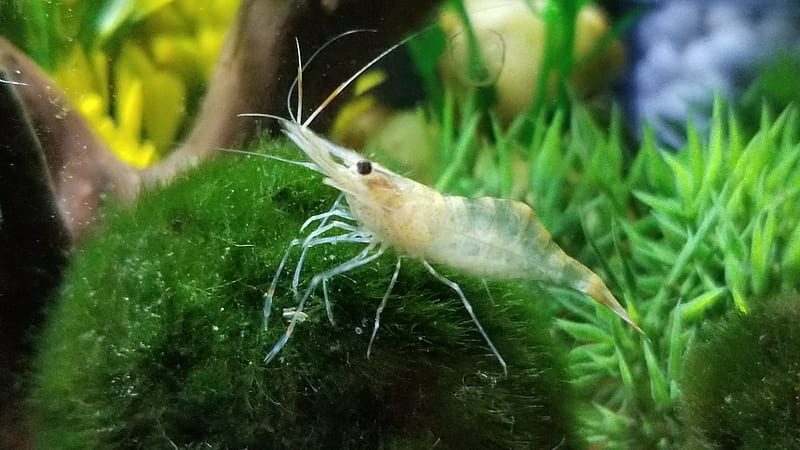 Little ghost shrimp, HD wallpaper